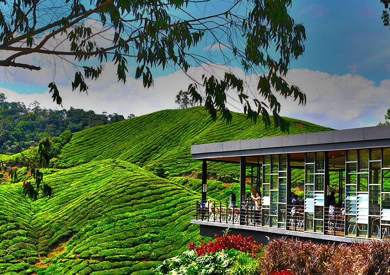 Cameron Highland Day Tour