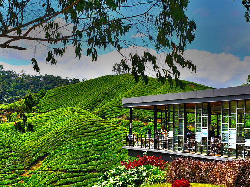 day tour in cameron highlands